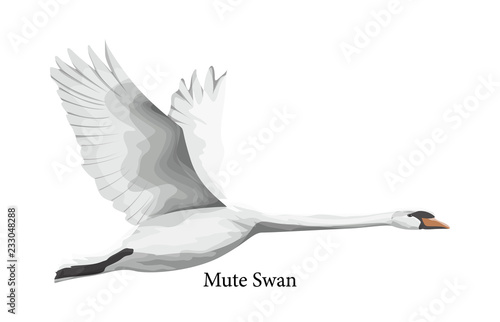 Fototapeta Naklejka Na Ścianę i Meble -  Mute swan white water bird in wildlife.