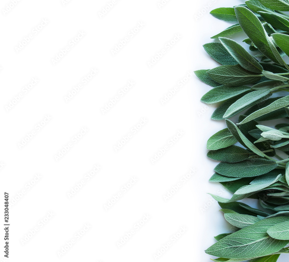 Fresh sage leaves on white background. Top view. Fresh sage at border with copy space for text.
