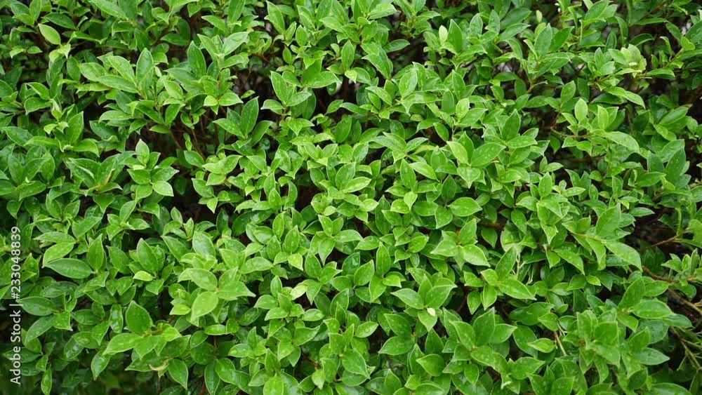 freshness water dew drop on green leaf nature freshness water dew drop on green leaf nature