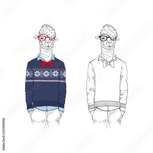 Llama man dressed up in Christmas jacquard knitted sweater.