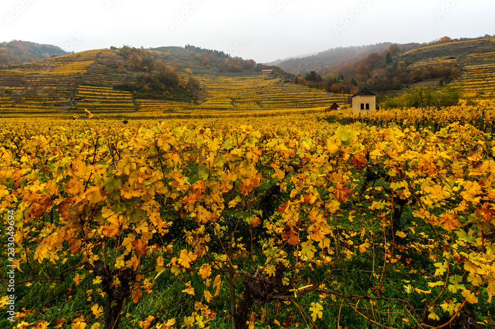 autumnal vineyard landscape in the Wachau Austria