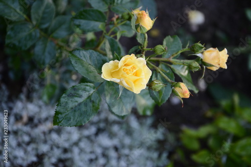 Fototapeta Naklejka Na Ścianę i Meble -  The smell of rose is yellow in the summer garden