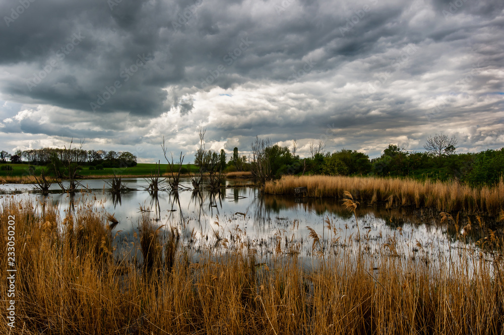 dramatic dark clouds and dead standing trees reflecting in the lake - swamp landscape with reed in Germany Harz