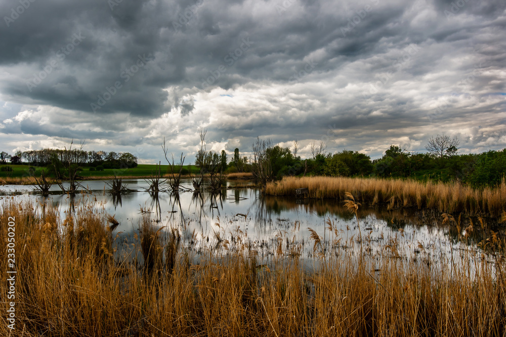 Obraz premium dramatic dark clouds and dead standing trees reflecting in the lake - swamp landscape with reed in Germany Harz