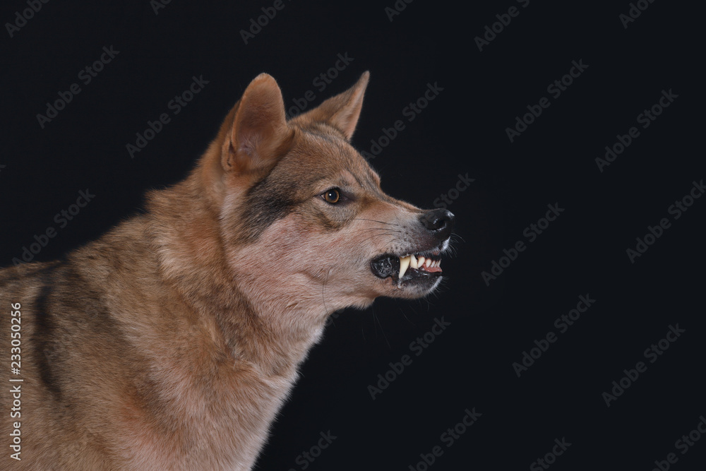 tschechoslowakischer Wolfshund zeigt die Zähne beim knurren und wirkt bedrohlich, Studiofoto