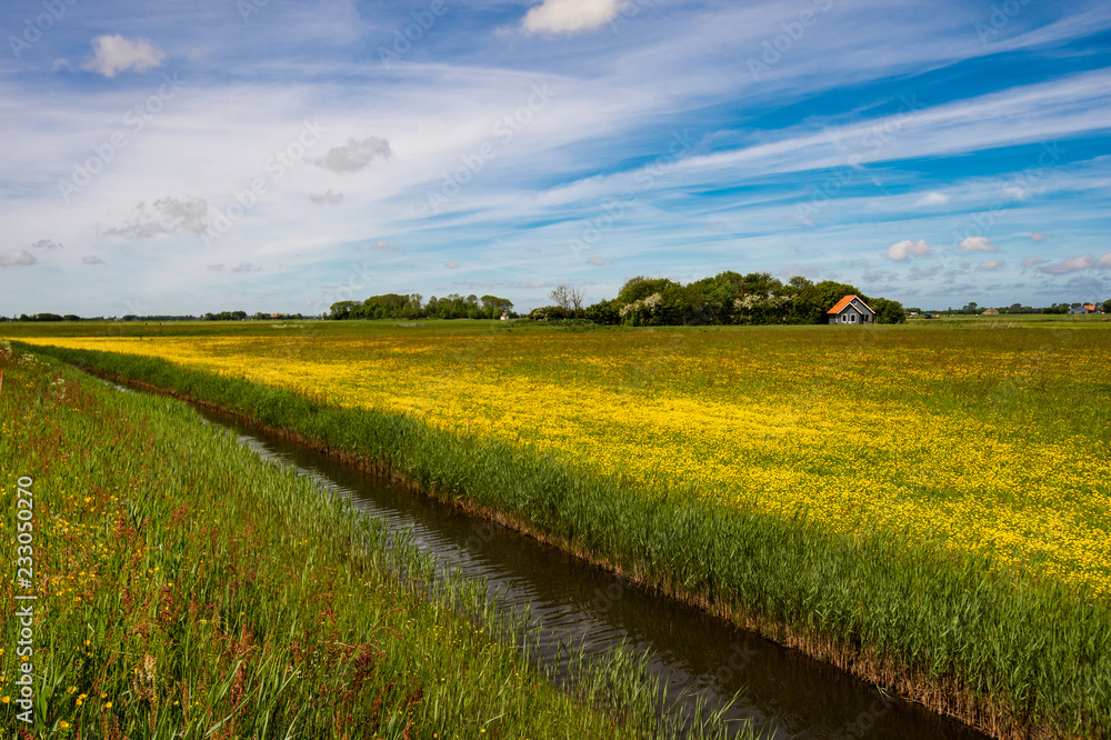 landscape in Texel with yellow flowering crowfoot field and canal - Netherlands Holland
