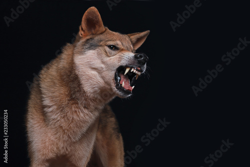 Ein Mischling aus Wolf und Hund, genannt Wolfshund, reißt das Maul auf und zeigt seine Zähne, Studiofoto vor schwarzem Hintergrund