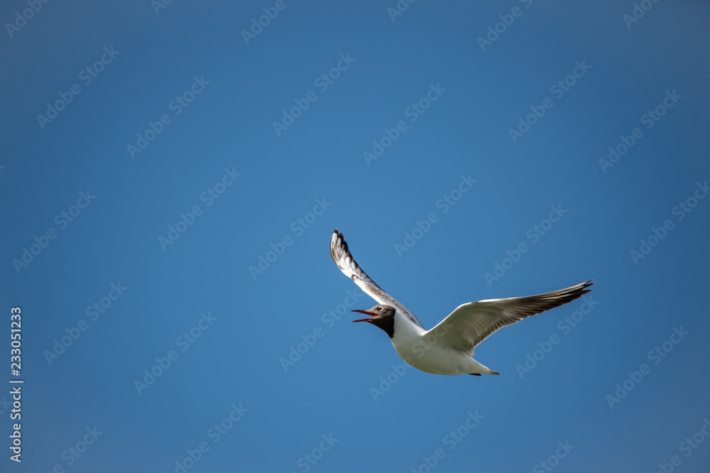 Fototapeta premium black headed gull flying in the cloudless blue sky