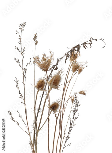 Dry burdock and grass field, thistle isolated on white background with clipping path