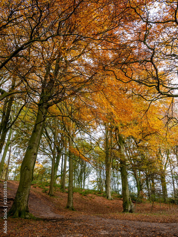 autumn trees in wood with leaves on ground