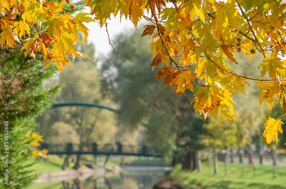 Colorful autumnal leaves illuminated by the sun Colorful autumnal leaves illuminated by the sun