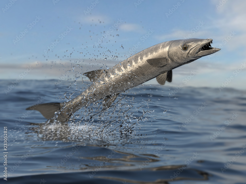 Do Barracuda Jump Out Of The Water Sale Online head.hesge.ch