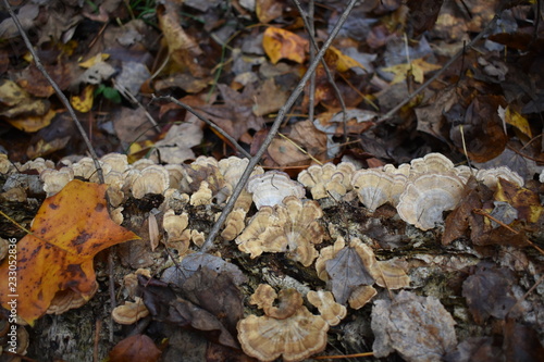 Mushrooms on tree