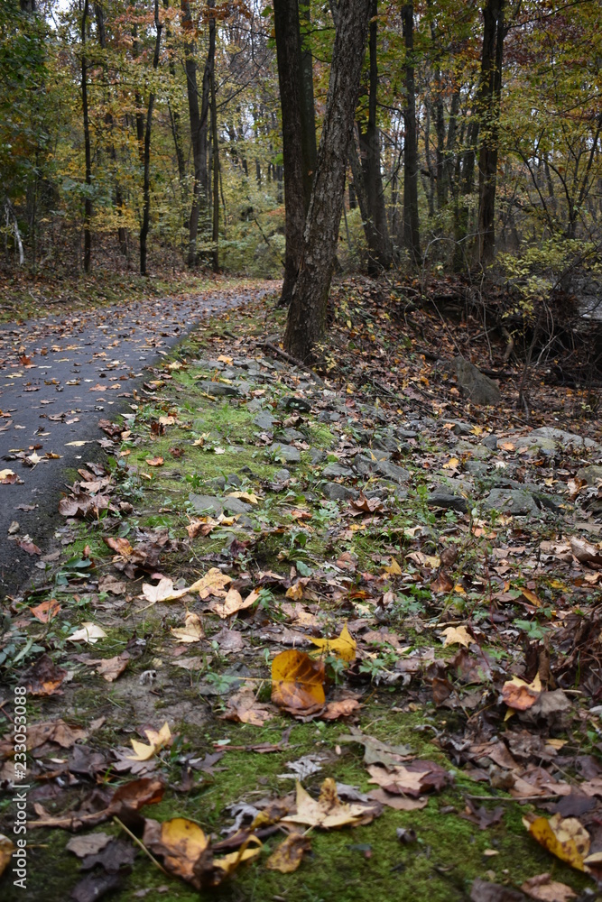 autumn in the forest autumn in the forest