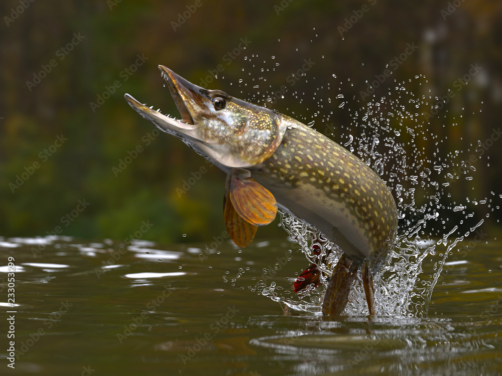 Valokuva Northern pike fish jumping out of lake or river with splashes 3d  render - tilaa netistä Europosters.fi