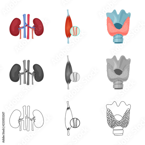 Vector design of body and human icon. Collection of body and medical stock vector illustration.