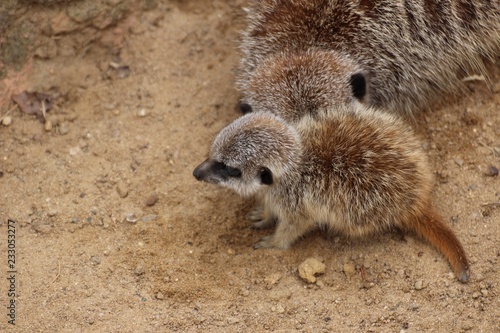 Erdmännchen Baby