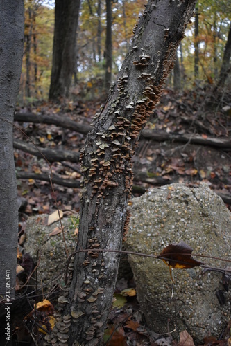 Mushrooms on tree