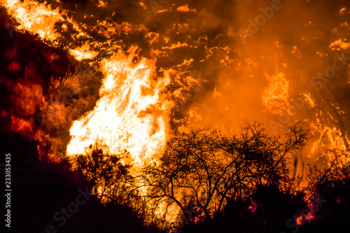 Close Up Brush in Silhouette with Flames Behind on California Hillside Woolsey Brushfire