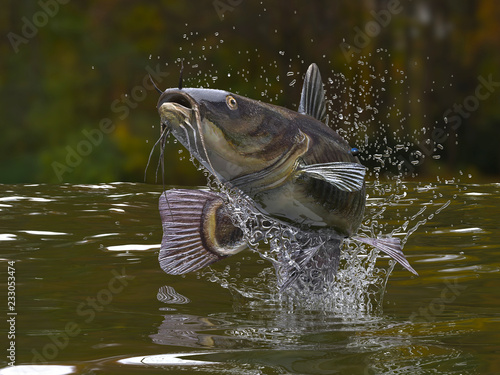 Big catfish in river jumping out of water 3d render photo