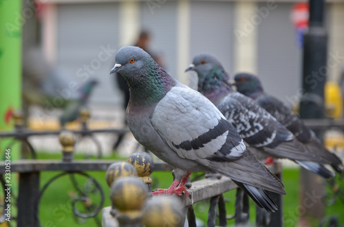 Feral domestic rock pigeons perched on a railing © nkeskin