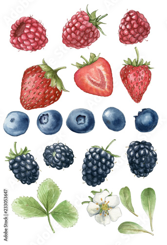 Fototapeta Naklejka Na Ścianę i Meble -  Realistic watercolor illustration of raspberries, strawberries, blueberries and blackberries. Hand-drawn illustration.