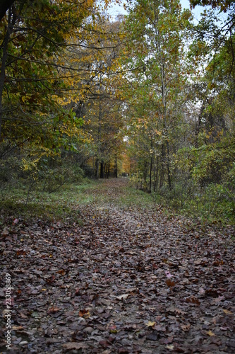 Forest path