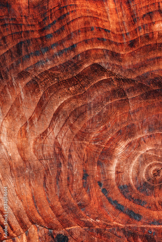 Tree trunk cross section pattern texture