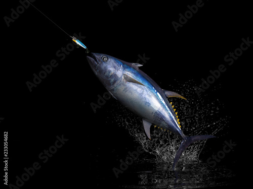 Big catch of  yellowtail tuna fish  in black background with splashes hooked by popper bait 3d render photo