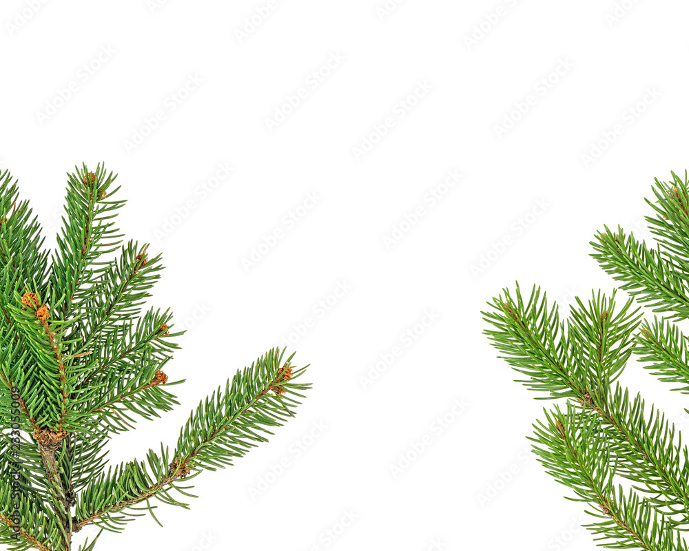 Green fir branches isolated on white background