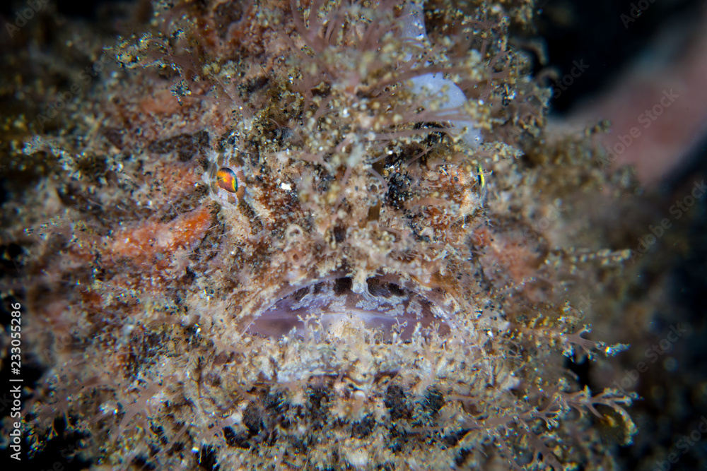 Well-Camouflaged Striated Frogfish in Lembeh Strait