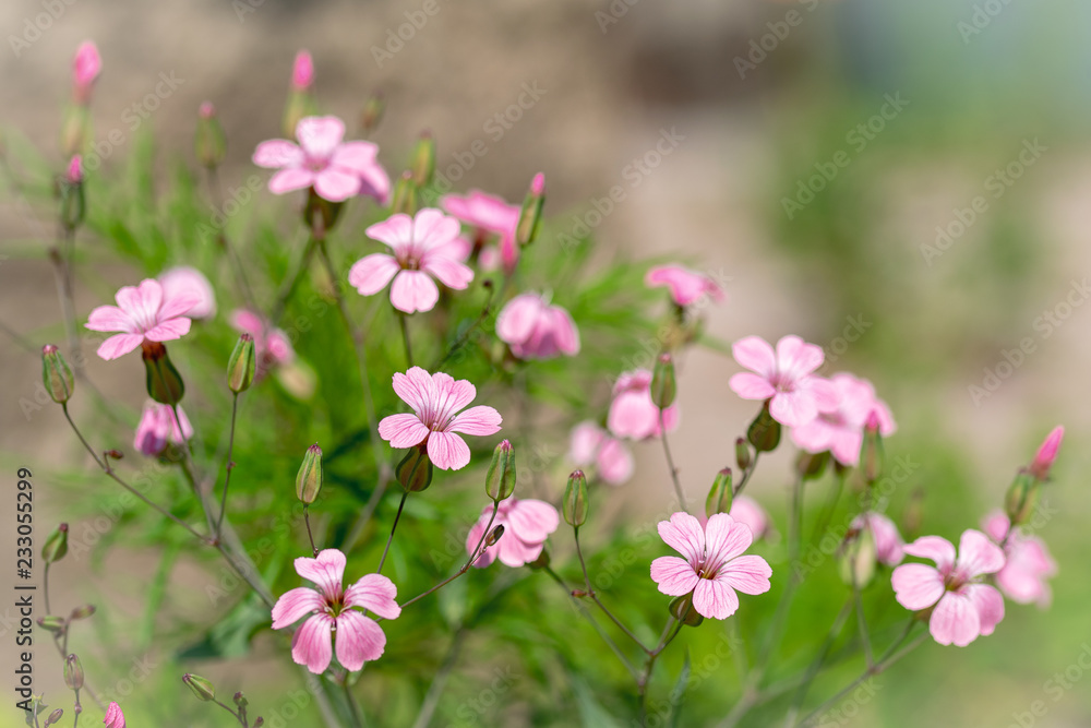 Zarte Schönheiten im Garten Zarte Schönheiten im Garten