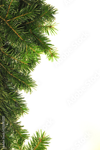 Christmas tree branch on white background. Christmas background