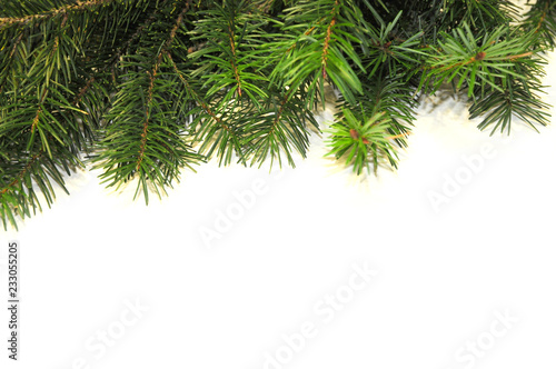 Christmas tree branch on white background. Christmas background