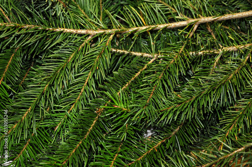 Christmas background  closeup on fir tree. Xmas background.