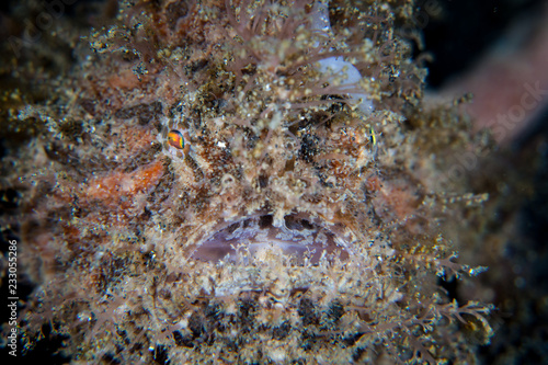 Well-Camouflaged Striated Frogfish in Lembeh Strait