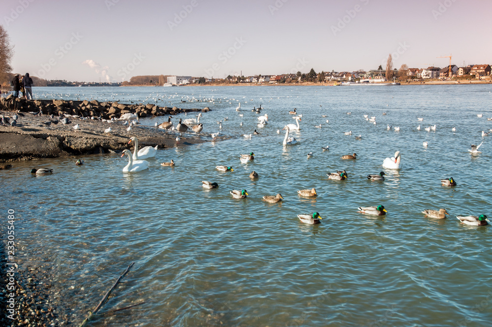 Wasservögel  am See