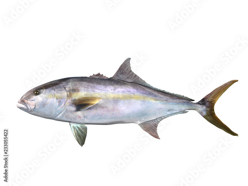 Greater yellowtail amberjack fish side view  3d Render