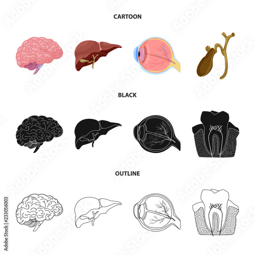 Vector illustration of body and human sign. Collection of body and medical stock symbol for web.