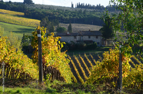yellow rows of vineyards in Chianti region during autumn season. Tuscany, Italy.