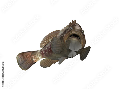 Large mouth white grouper fish looking at camera 3d render photo