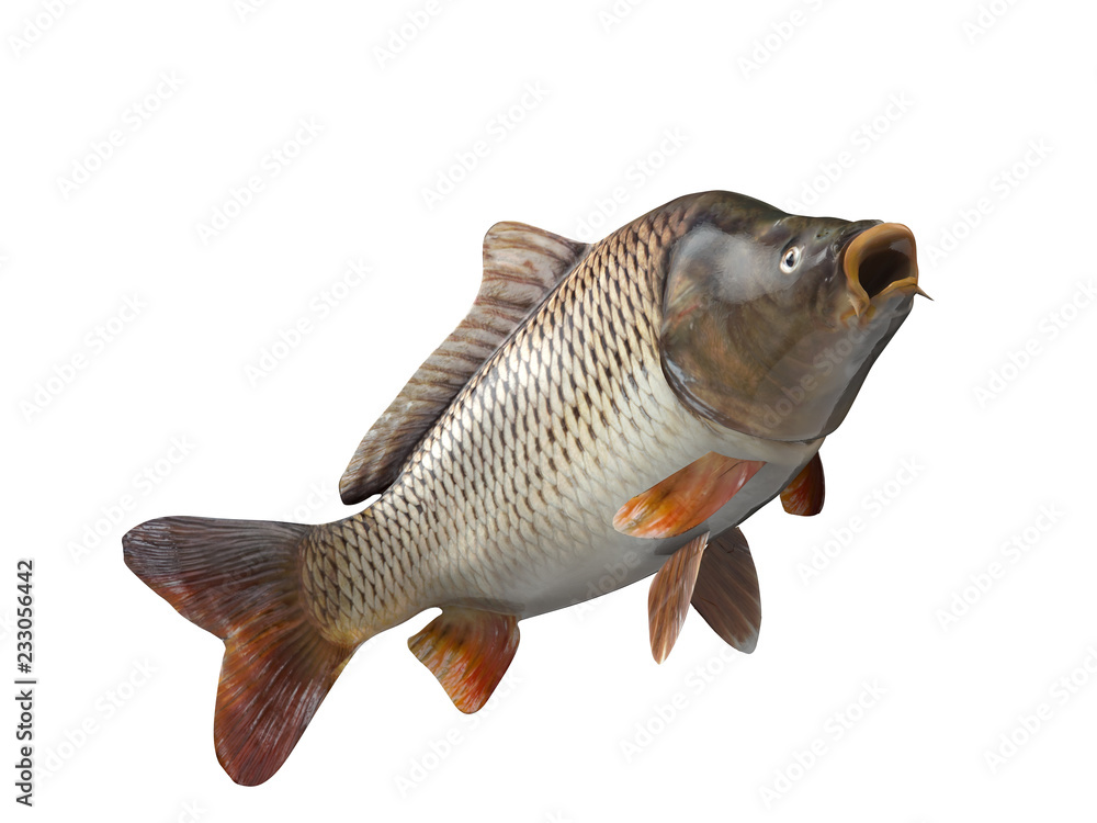 Common european carp fish with curved body 3d render isolated