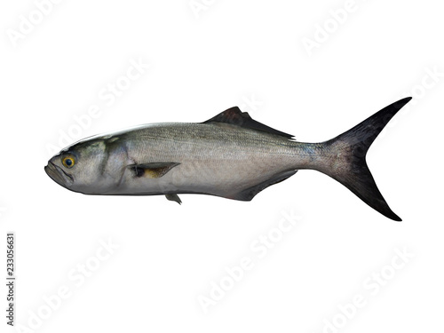 Side view of Bluefish elf fish 3d render white background photo