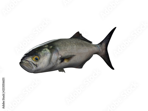 Cinekop fish pomatamus saltatrix isolated white 3d render photo