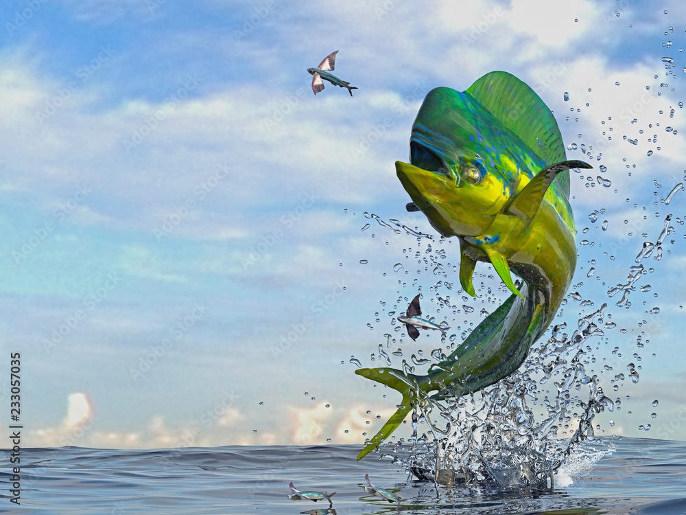Mahi Mahi Jumping