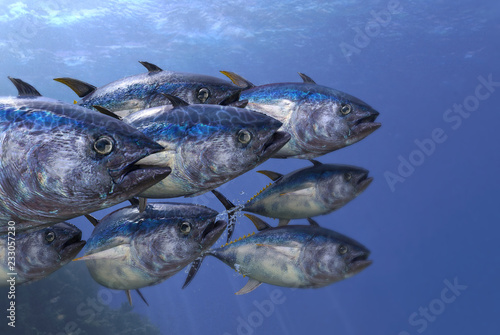 Foto Close up shot of tunas school underwater 3d render
