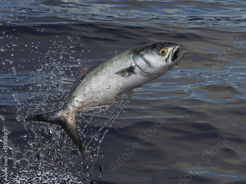 Bluefish jumps out of water 3d render photo