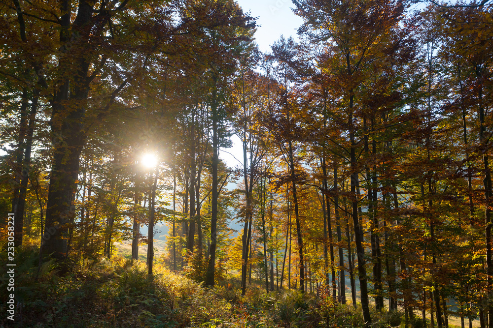 Fototapeta premium Trees in autumn season background. Autumn lansdscape