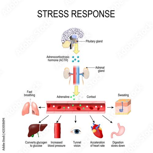 Activation of the stress system photo