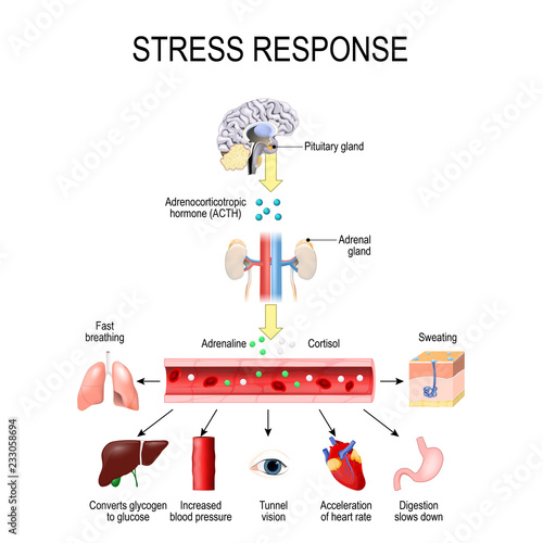 Activation of the stress system